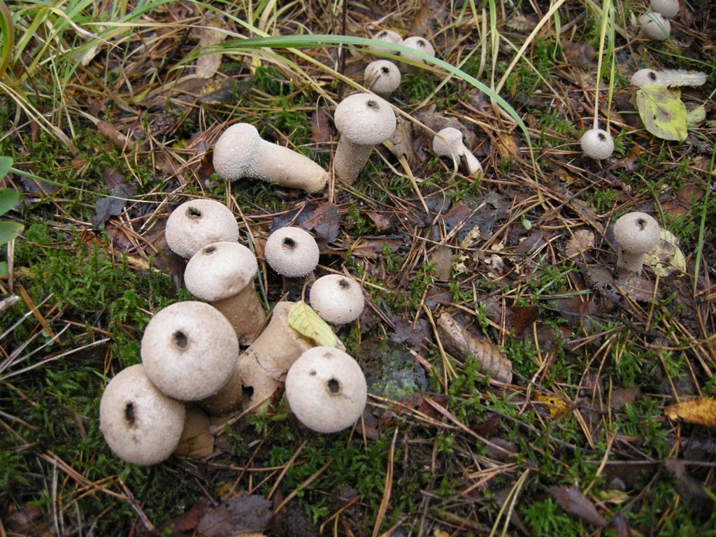 Paddestoelen op de wandeling