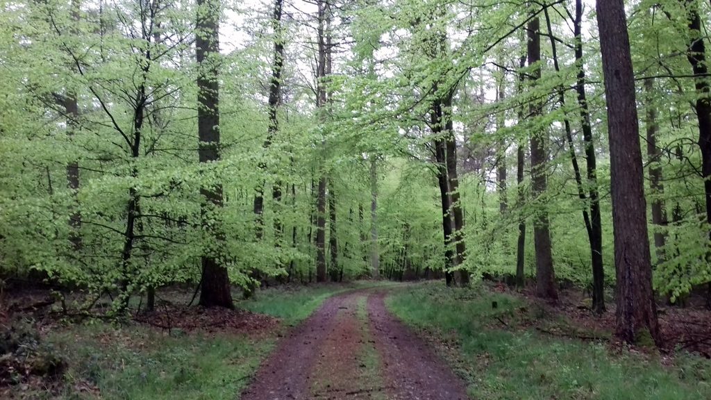 Prachtig bos op weg naar Idstedt